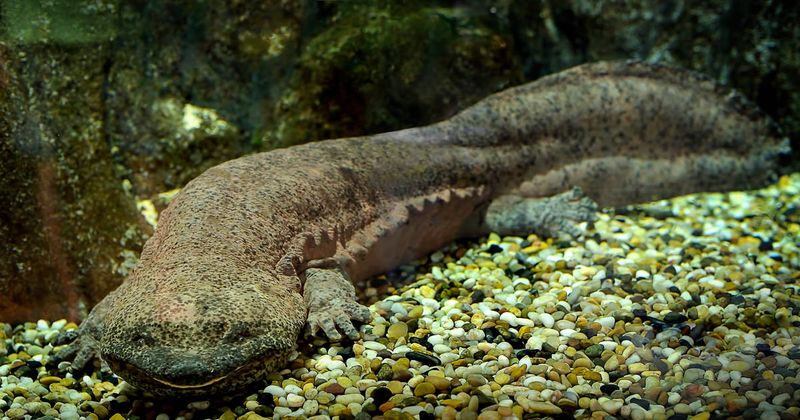 Slipping Away: Chinese Giant Salamander