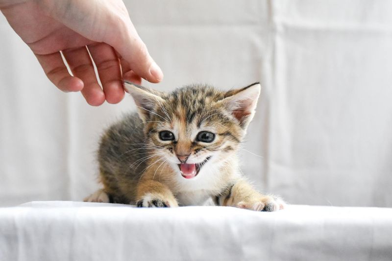 Excessive Meowing