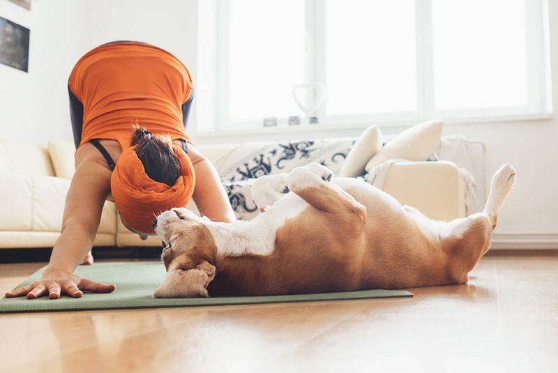 Dog Yoga