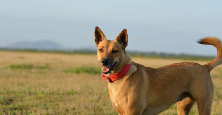 Forgotten Dog Breeds That Were Vital To The American West
