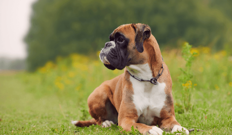 Boxer