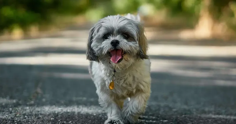 Shih Tzu