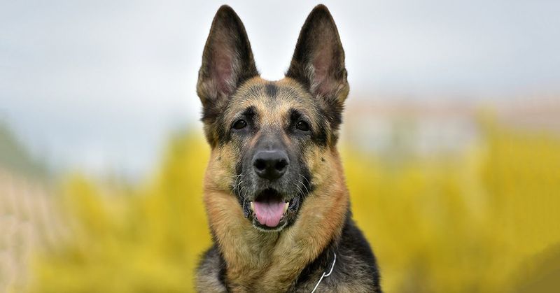 German Shepherd