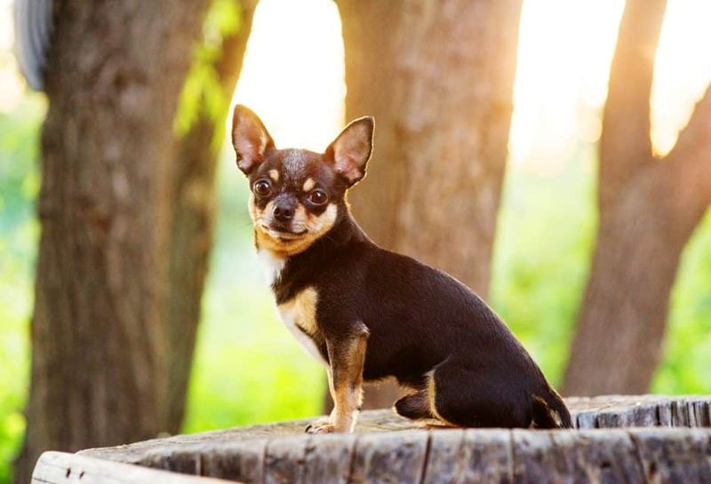 Chihuahua