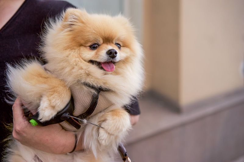 Pomeranian
