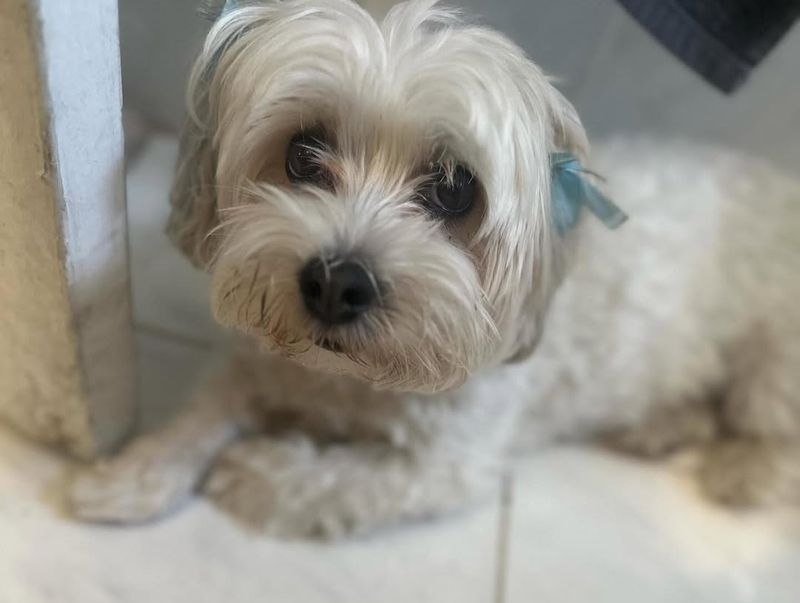 Maltese