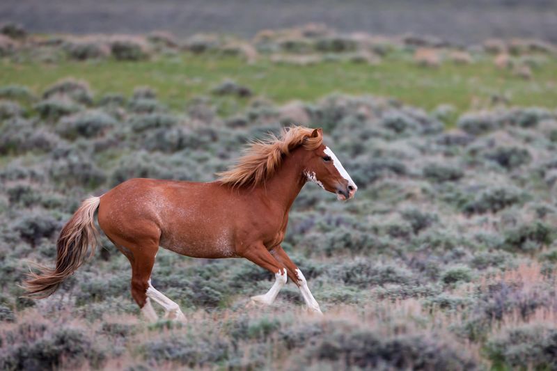 Mustang