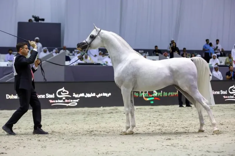 Arabian