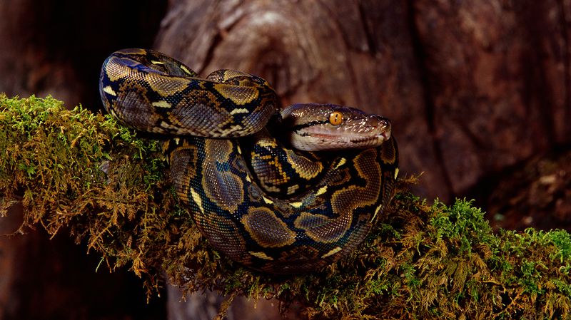 Python