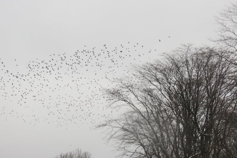Pigeons Flying Erratically