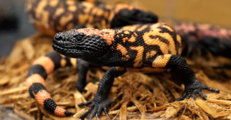 Fun Facts About Reptiles That Will Change The Way You See Them