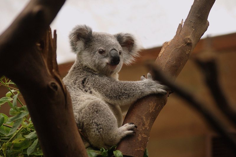Specialized Koala Health Demonstrations