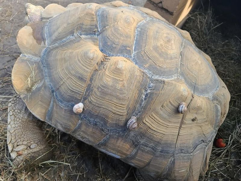 Unique Shell Shapes