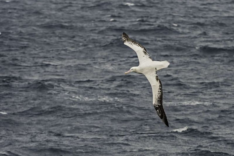 Albatross