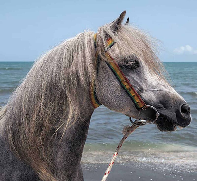 Caspian Horse