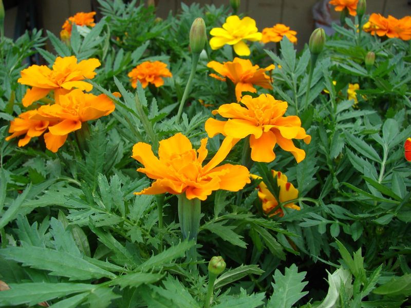 Mexican Marigold