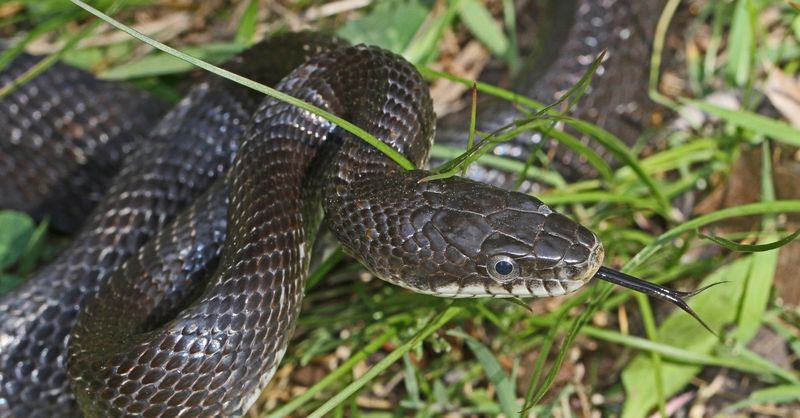 Eastern Rat Snake