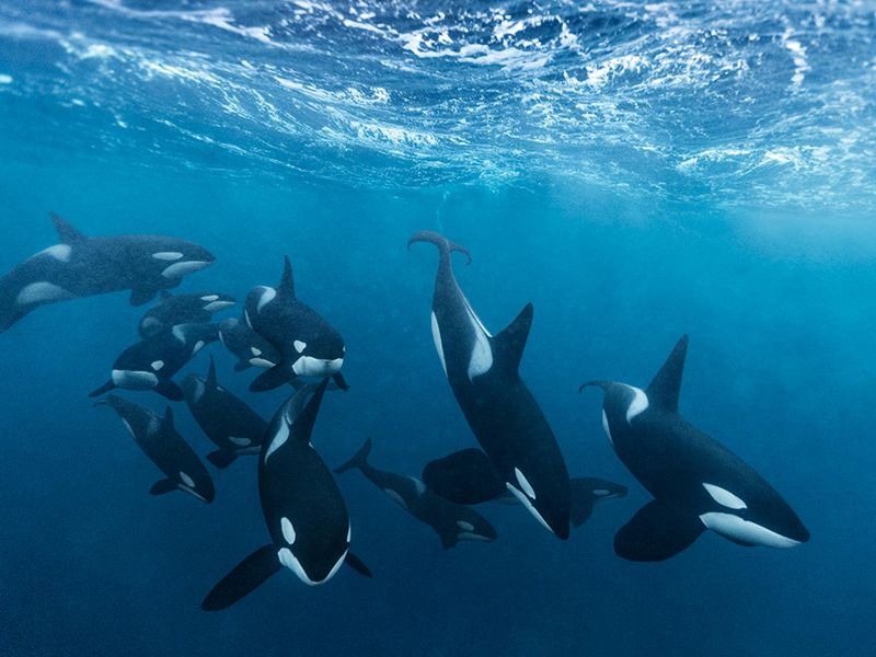 Orca