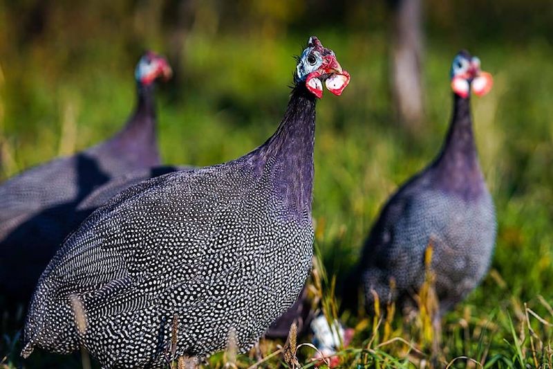 Guinea Fowl