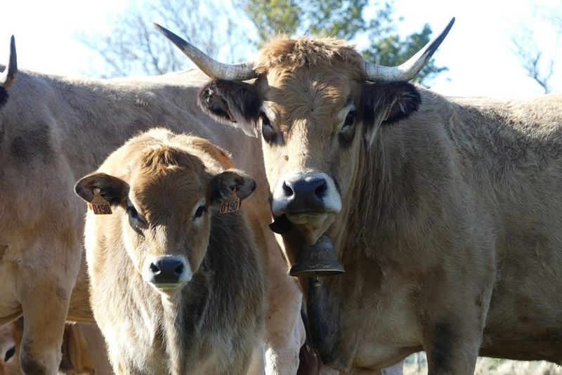 Aubrac