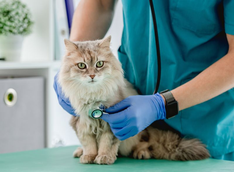 Routine Veterinary Care