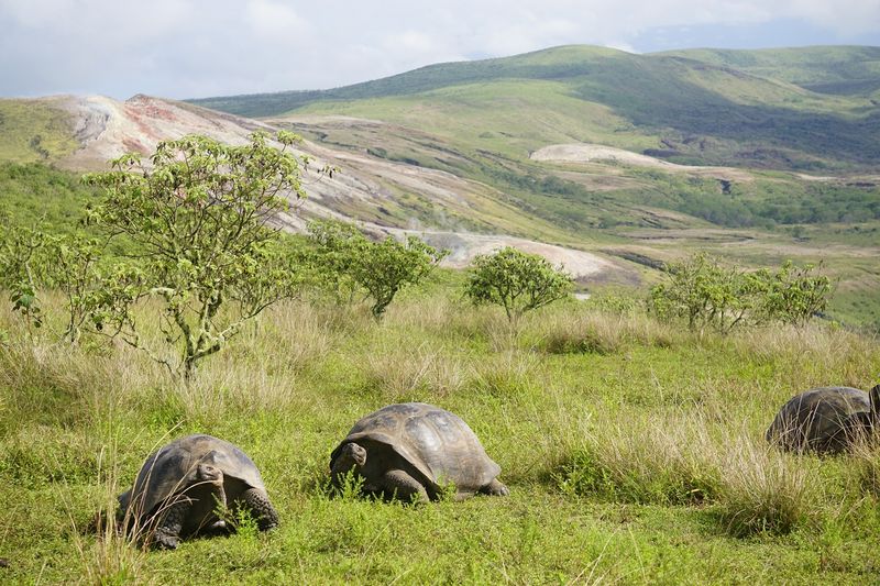 Island Hoppers