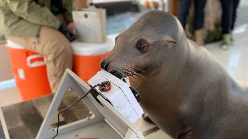 Marine Performers With Exceptional Imitation Skills