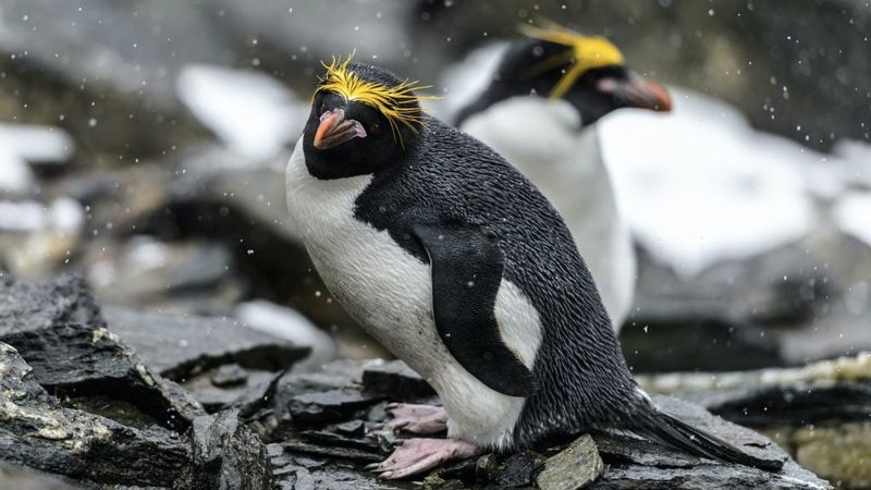 Macaroni Penguin