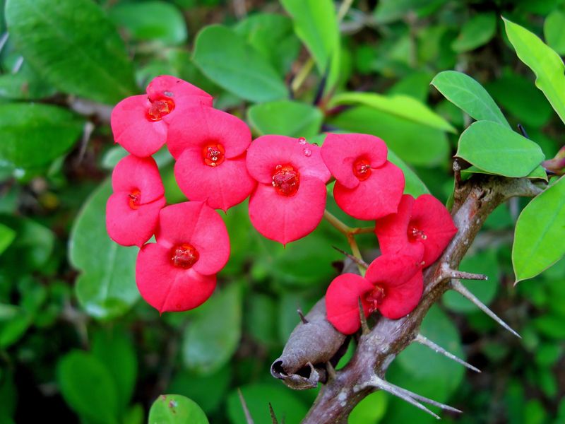 Crown Of Thorns