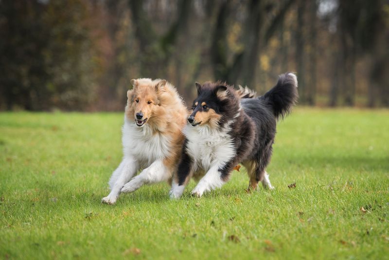 Rough Collie