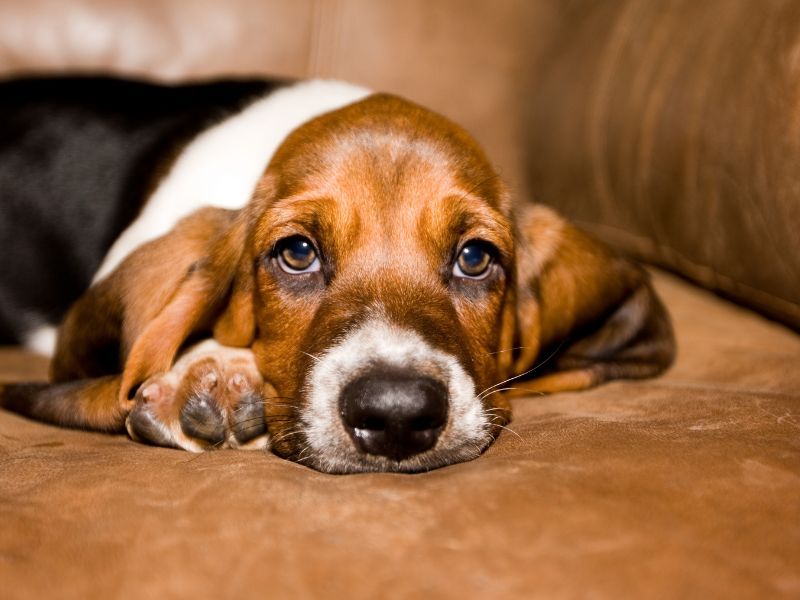 Basset Hound