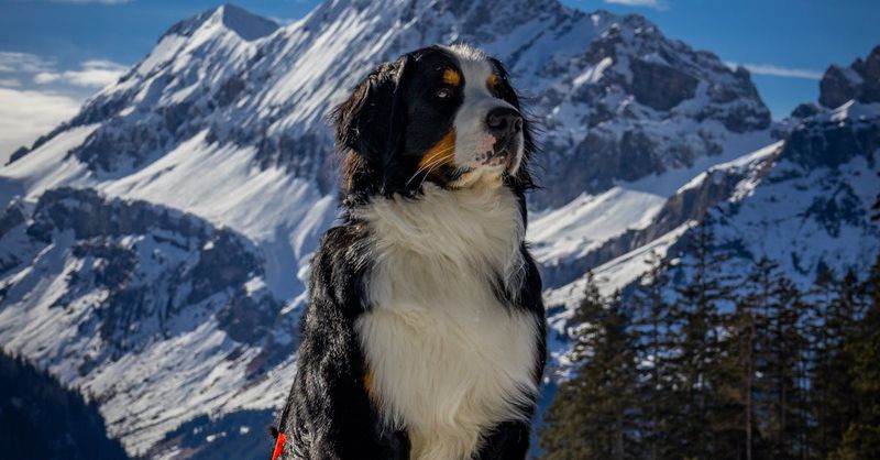 Bernese Mountain Dog's Alpine Heritage