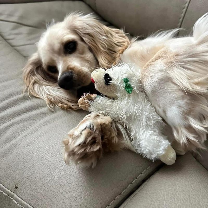 Cocker Spaniel