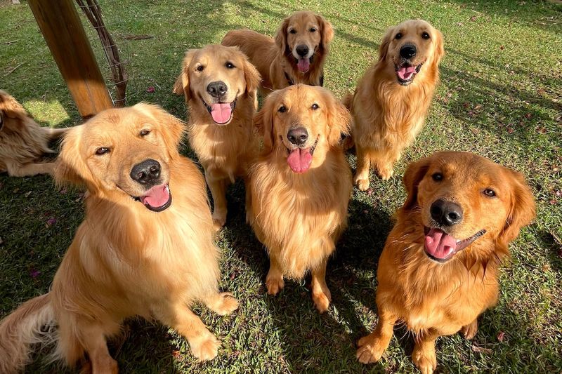 Golden Retriever