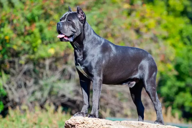 Cane Corso: The Italian Powerhouse
