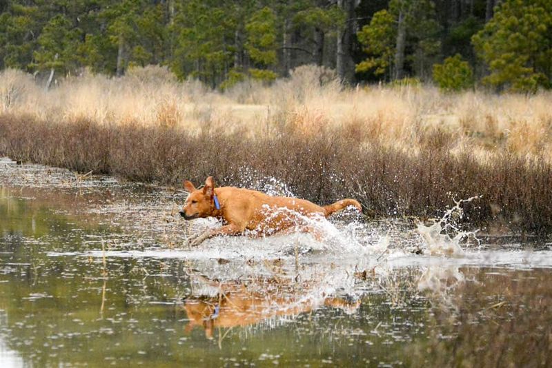 Chesapeake Bay Retrievers: The Waterfront Assistants