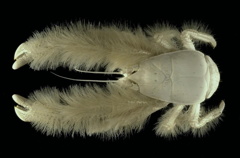 Yeti Crab