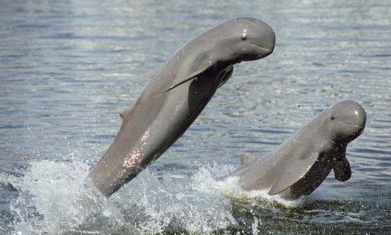 Fading Smile: Irrawaddy Dolphin