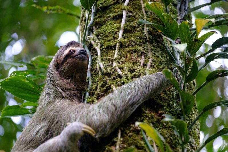 Sloth