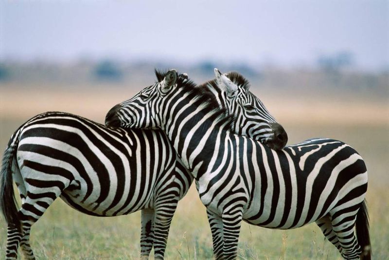 Zebras