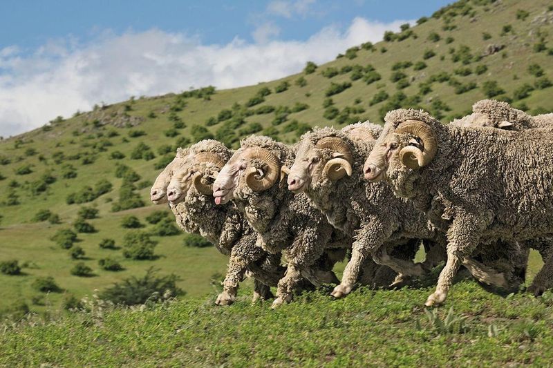 High-Quality Sheep