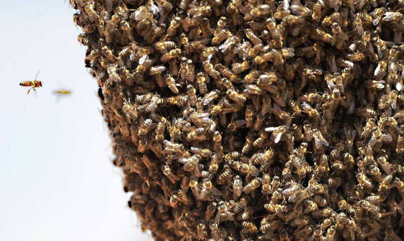 Africanized Honey Bees