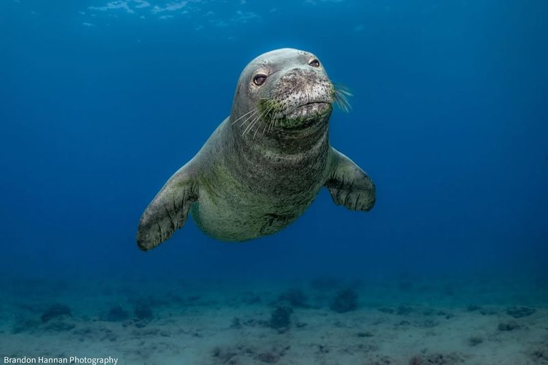 Hawaiian Monk Seal
