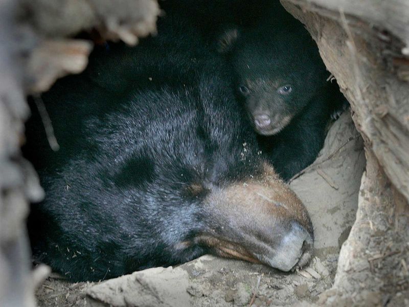 Bear