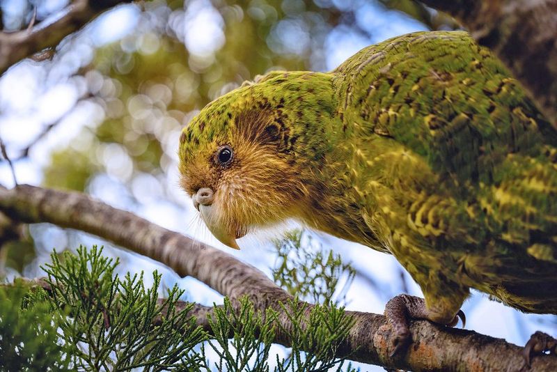 Kakapo