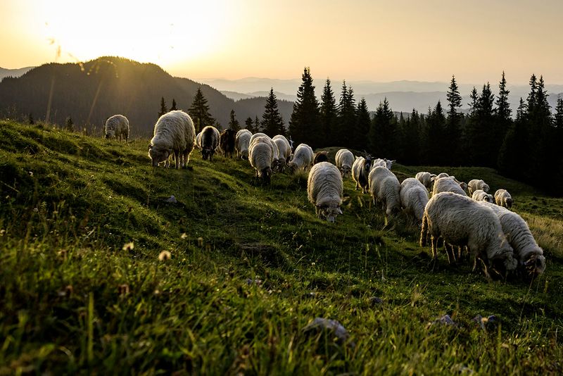 Sheep