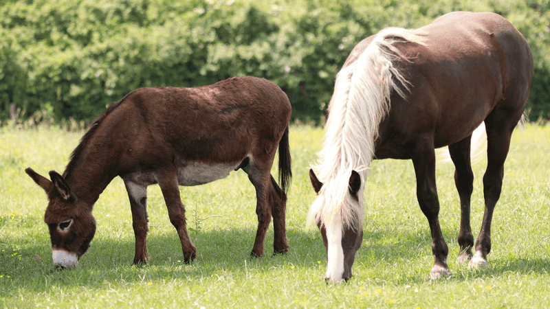 Donkeys