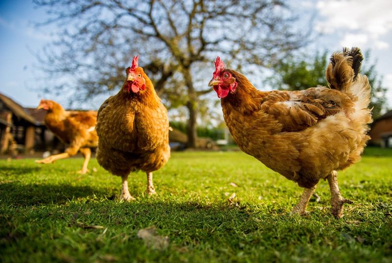 Chickens