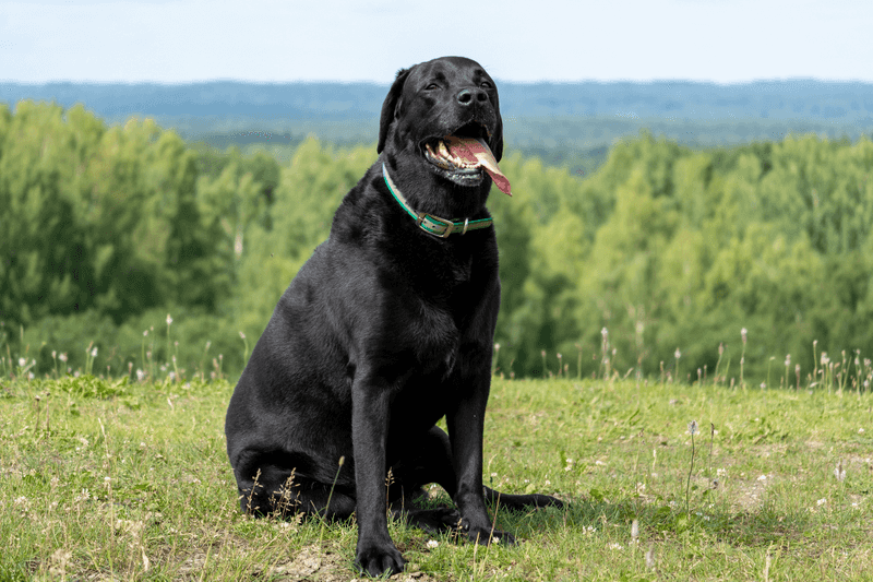 Labrador Retriever