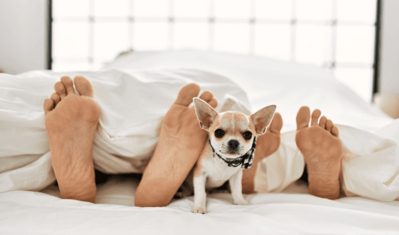 Chihuahua